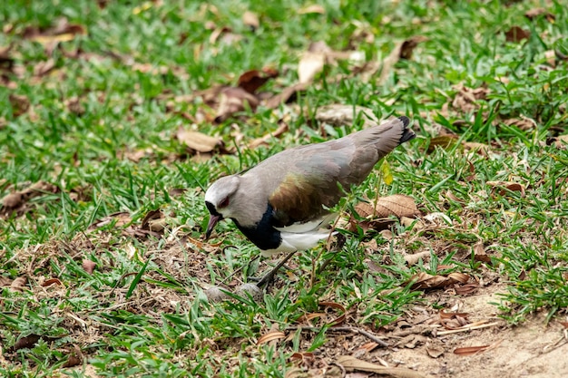 Para ptaków quero-quero, abibe-do-sul opiekująca się gniazdem w trawie z jajami.