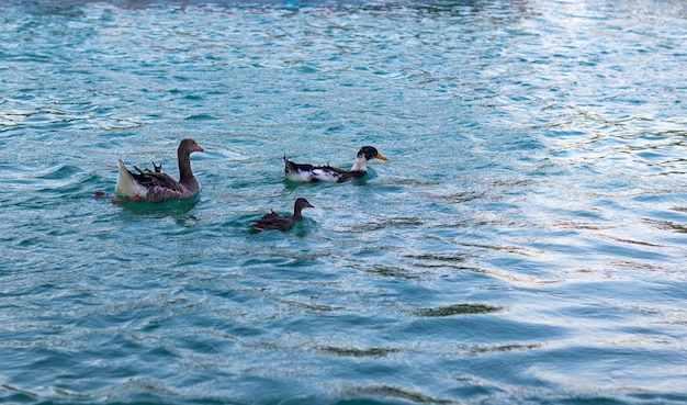 Para rodziny kaczek pływających nad jeziorem?