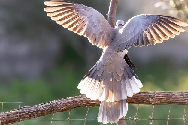 Para zakochanych gołębi eurazjatyckich lub Streptopelia decaocto na zielonym tle witaj wiosnę
