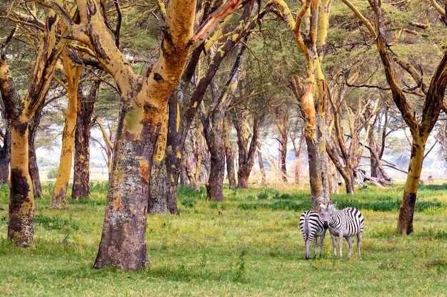 Para Zebr W Afrykańskiej Sawannie W Pobliżu Jeziora Naivasha. Kenia, Afryka.