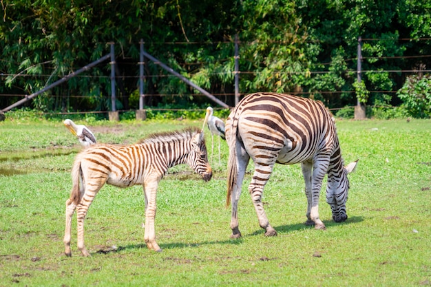 Para Zebra Jest Jedzenie I Picie Z Pola Trawy