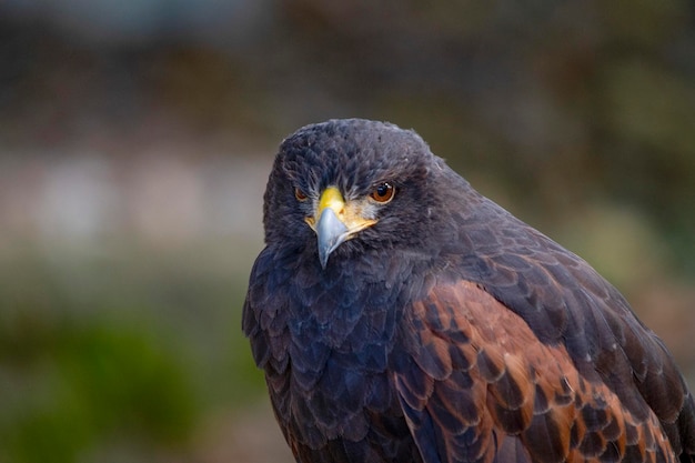 Zdjęcie parabuteo unicinctus harriss eagle to gatunek ptaka szponiaste z rodziny szponiastych