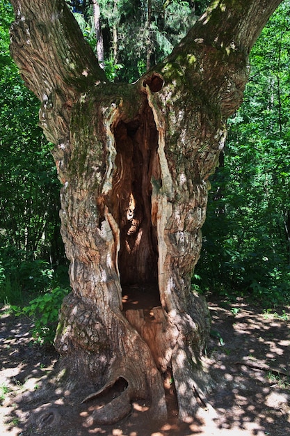 Park Belovezhskaya Pushcha w kraju Białoruś