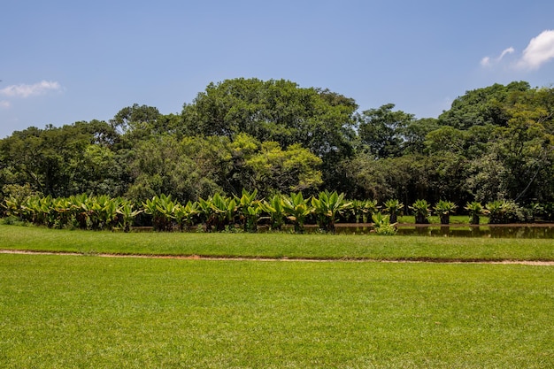 Park Burle Marx Park miejski w Sao Jose dos Campos Brazylia Piękne jezioro z typowymi drzewami