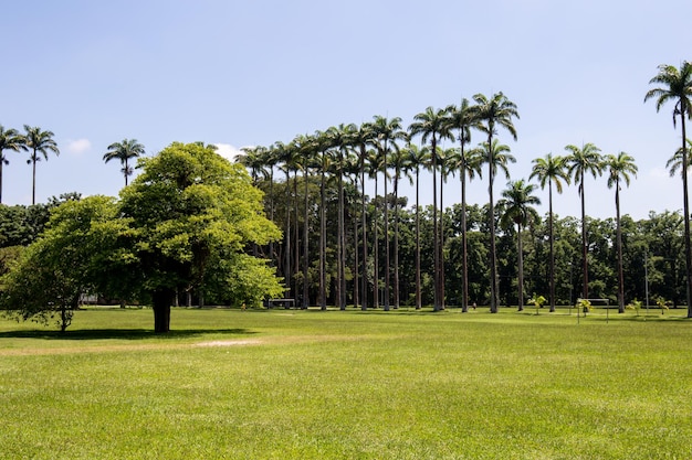 Park Burle Marx Parque da Cidade w Sao Jose dos Campos Brazylia Wysokie i piękne palmy