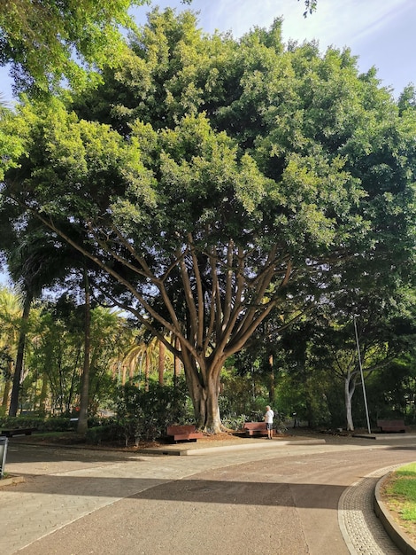 Zdjęcie park garcia sanabria santa cruz teneryfa hiszpania