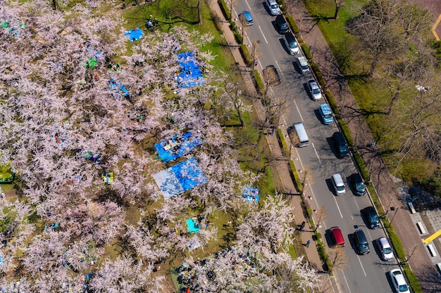 Park Goryokaku w sezonie wiosennego kwiatu wiśni widok z lotu ptaka Hakodate Hokkaido Japonia