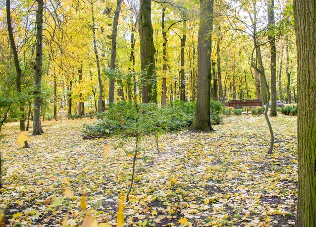 Park jesienią