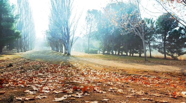 Zdjęcie park jesienią