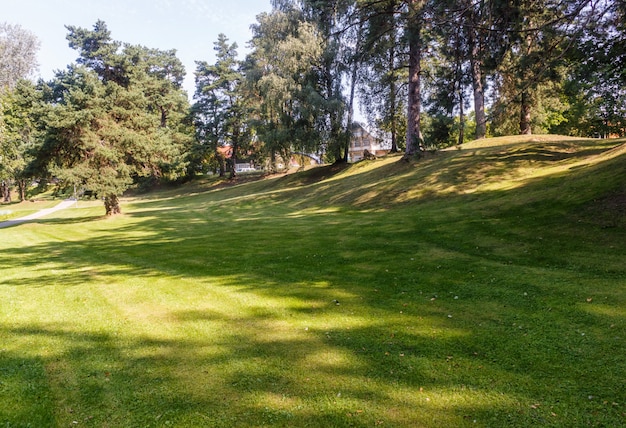 Park leśny z dużymi drzewami