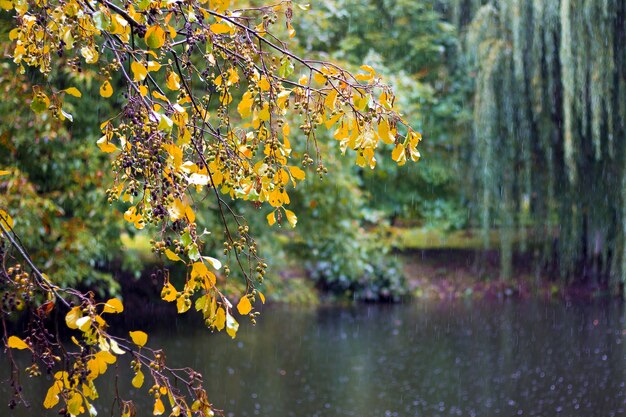 Park miejski jesienią. Drzewa nad rzeką podczas deszczu