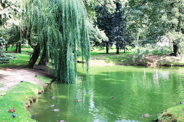 Park miejski Mińsk Białoruś im. Maksyma Gorkiego idylla słonecznego dnia