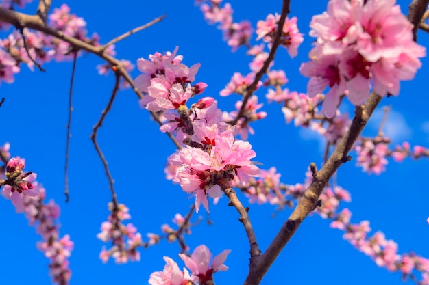 Park miejski Pink Cherry Blossoms