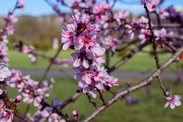 Park miejski Pink Cherry Blossoms