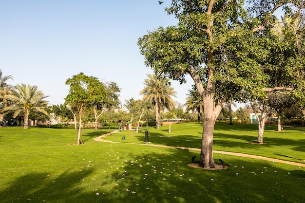 Park miejski z egzotycznymi palmami w ogrodzie botanicznym w Abu Dhabi ZEA