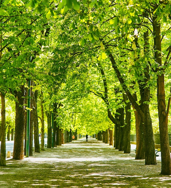 Park Miejski Z Zielenią