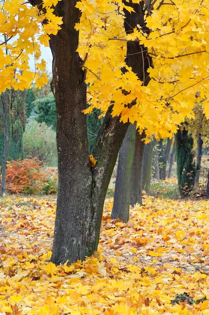 Park Miejski Złotej Jesieni (z Dużym żółtym Klonem Z Przodu)