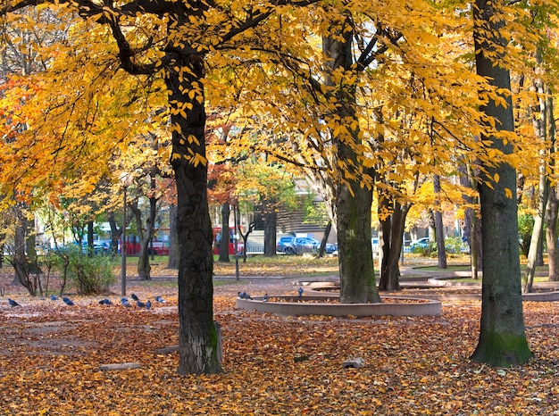 Park miejski złotej jesieni