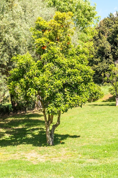 Zdjęcie park monserrato wiosną sassari we włoszech