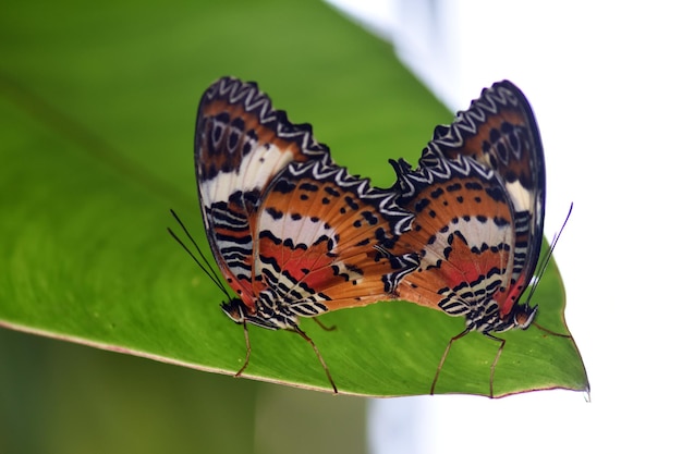 Park motyli na Bali, Indonezja.