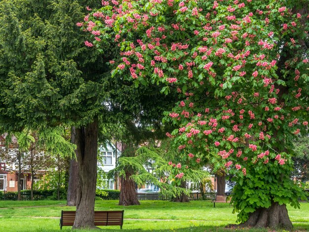 Park na świeżym powietrzu w Stratford w Anglii z dużą ławką i kwiatami