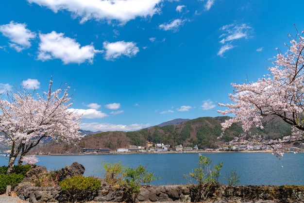 Park nad jeziorem Kawaguchi wiosną Festiwal Kwiatów Wiśni Kawaguchiko Prefektura Yamanashi Japonia