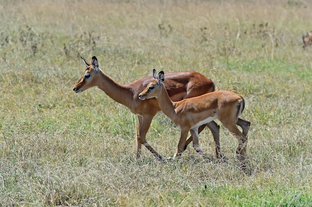 Park Narodowy Antelope Impala Nakuru w Kenii