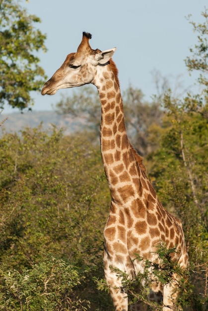 Park Narodowy Giraffa Kruger Republika Południowej Afryki