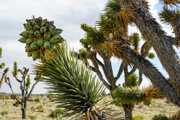 Park Narodowy Joshua Tree Amerykański pustynny park narodowy w południowo-wschodniej Kalifornii