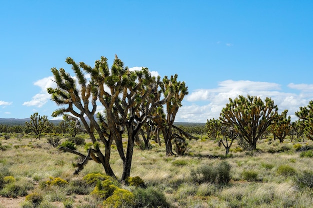 Zdjęcie park narodowy joshua tree amerykański pustynny park narodowy w południowo-wschodniej kalifornii