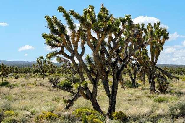 Park Narodowy Joshua Tree Amerykański pustynny park narodowy w południowo-wschodniej Kalifornii