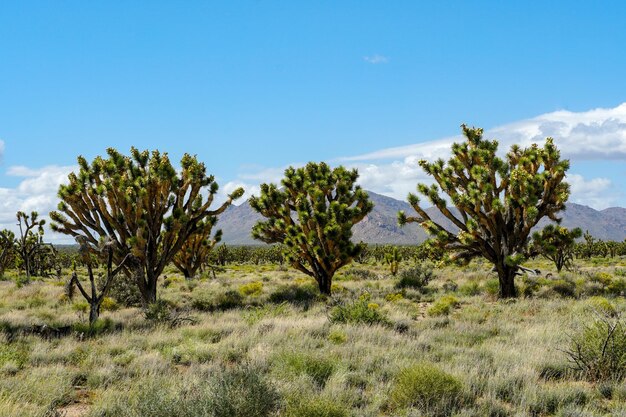 Park Narodowy Joshua Tree Amerykański Pustynny Park Narodowy W Południowo-wschodniej Kalifornii