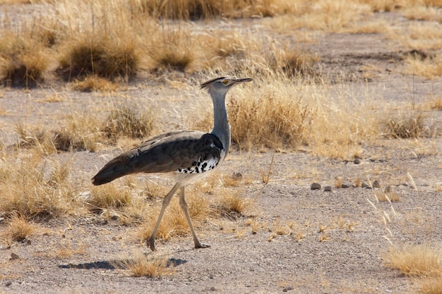 Park Narodowy Kori Bustard Etosha Namibia