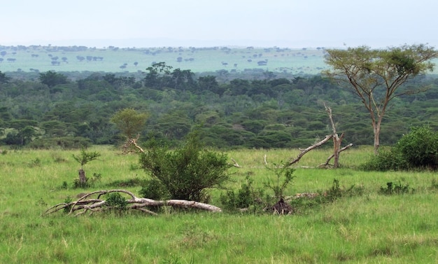 Park Narodowy Królowej Elżbiety w Ugandzie