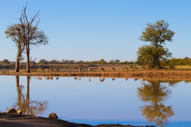 Park Narodowy Krugera, Refleksje Nad Jeziorem, Drzewami I Dziką Przyrodą. Piękny Krajobraz Z Republiki Południowej Afryki. Safari I Przyroda