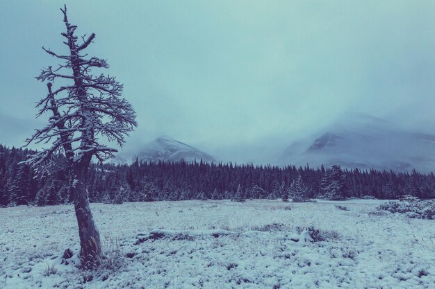 Park Narodowy Lodowca, Montana. Zima.