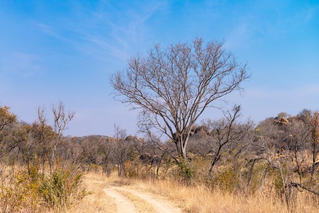 Park Narodowy Matopos Matobo w południowym Zimbabwe