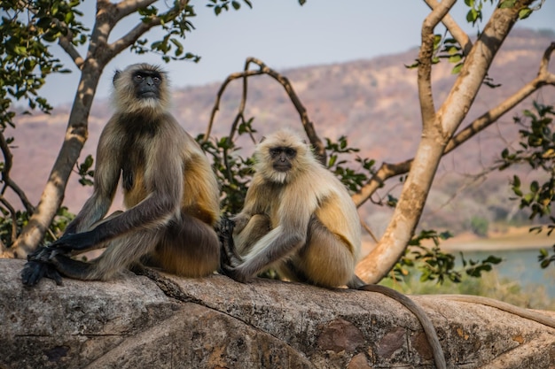 Park Narodowy Ranthambhore Sawai Madhopur Radżastan Indie