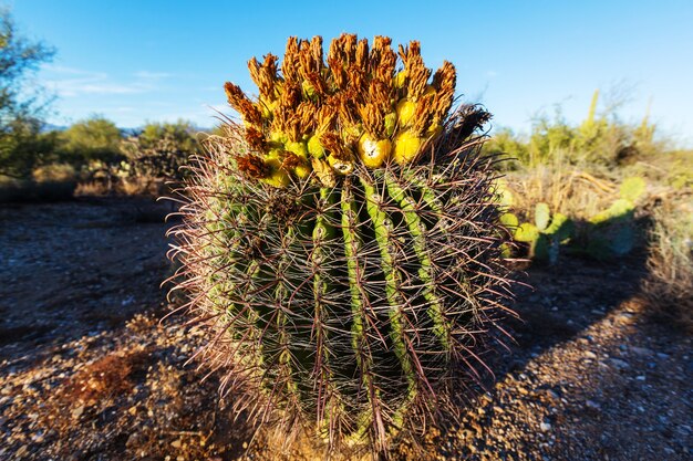 Park Narodowy Saguaro