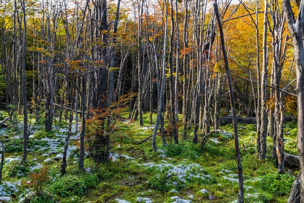 Park narodowy Tierra del Fuego Patagonia Argentyna