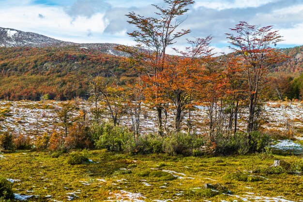 Park narodowy Tierra del Fuego Patagonia Argentyna