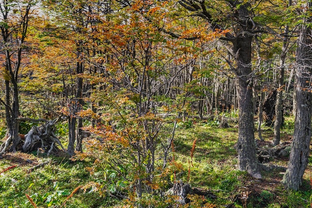 Park narodowy Tierra del Fuego Patagonia Argentyna