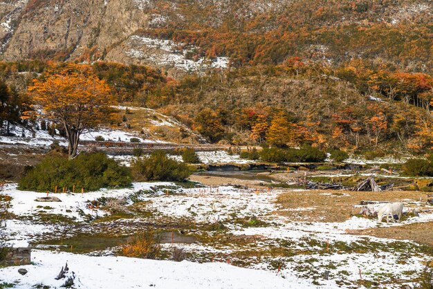 Zdjęcie park narodowy tierra del fuego patagonia argentyna