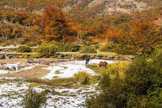 Zdjęcie park narodowy tierra del fuego patagonia argentyna