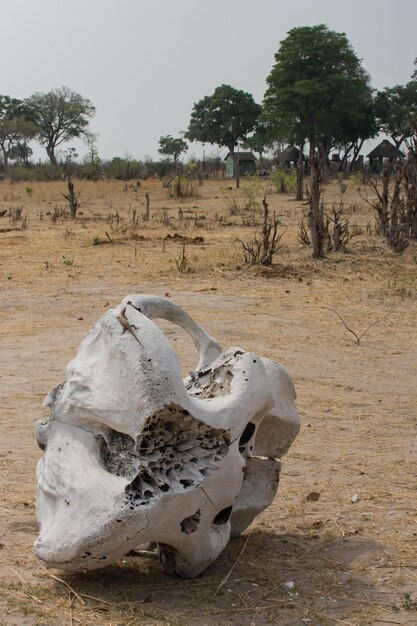 Zdjęcie park narodowy veldt hwange w zimbabwe w południowej afryce