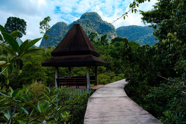 Park Narodowy w prowincji Krabi Tajlandia z lasami namorzynowymi