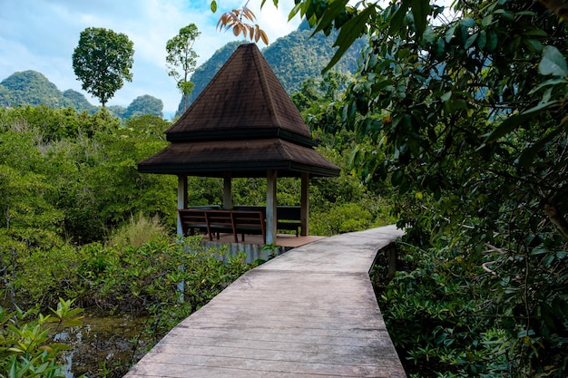 Park Narodowy w prowincji Krabi Tajlandia z lasami namorzynowymi