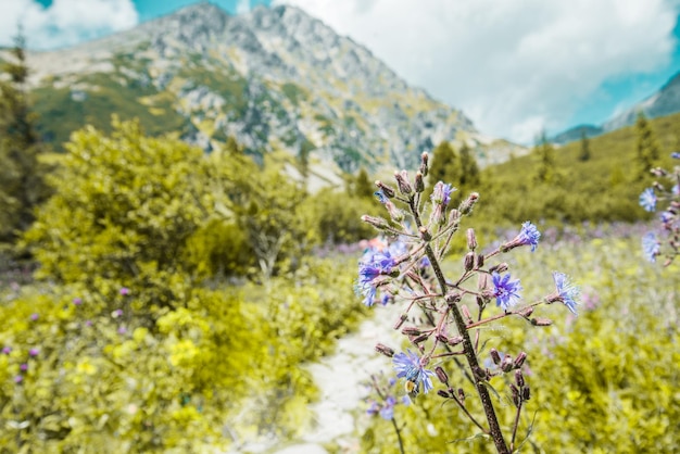 Park Narodowy Wysokie Tatry, Słowacja, Europa. Ścieżka turystyczna do górskiego jeziora Batizovske Pleso i Sliez