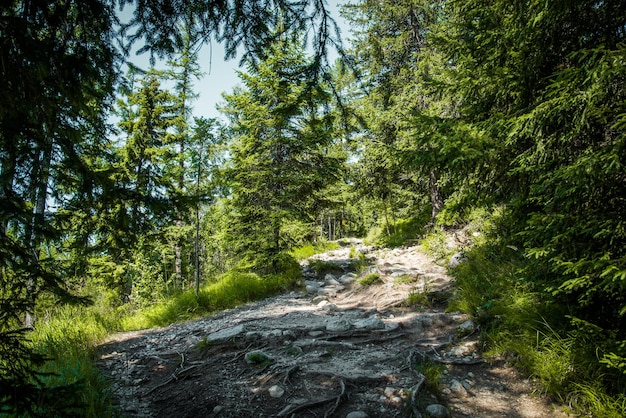 Park Narodowy Wysokie Tatry, Słowacja, Europa. Ścieżka turystyczna do górskiego jeziora Batizovske Pleso i Sliez