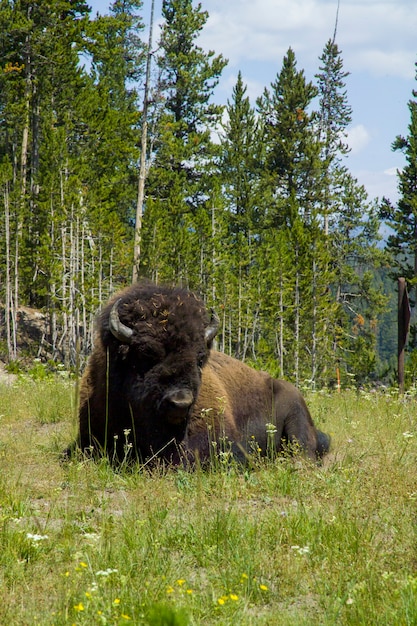 Park Narodowy Yellowstone, Bison wzdłuż rzeki Firehole w Yellowstone.